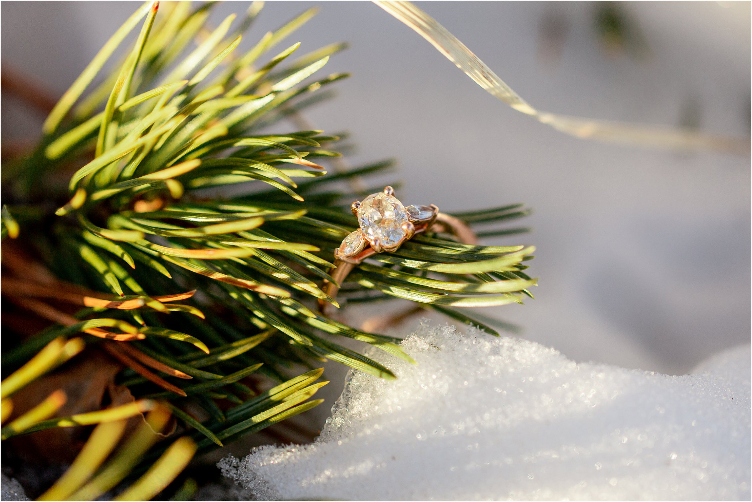 engagement ring placed in the snow on an evergreen branch